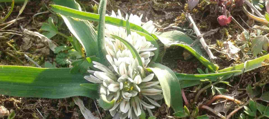 SYMBIODIV Votre bureau d'études et de conseils en écologie Expertises écologiques suivis écologiques présence absence espèces inventaires flore faune expertises écologiques espèces protégées espèces à enjeu biodiversité  SYMBIODIV Votre bureau d'études et de conseils en écologie suivis écologiques présence absence espèces inventaires flore faune expertises écologiques espèces protégées espèces à enjeu biodiversité