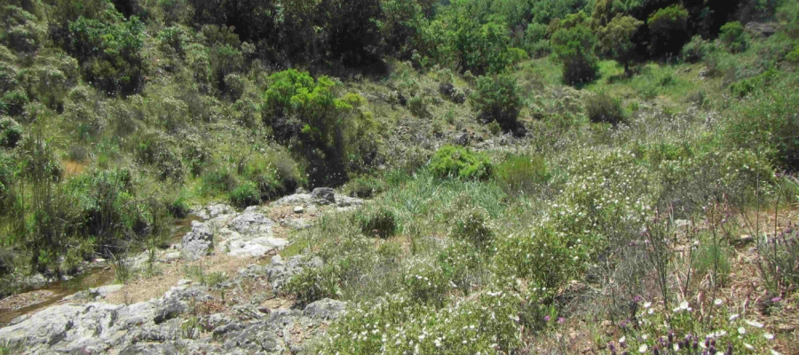 SYMBIODIV Votre bureau d'études et de conseils en écologie Expertises écologiques suivis écologiques présence absence espèces inventaires flore faune expertises écologiques espèces protégées espèces à enjeu biodiversité  SYMBIODIV Votre bureau d'études et de conseils en écologie suivis écologiques présence absence espèces inventaires flore faune expertises écologiques espèces protégées espèces à enjeu biodiversité