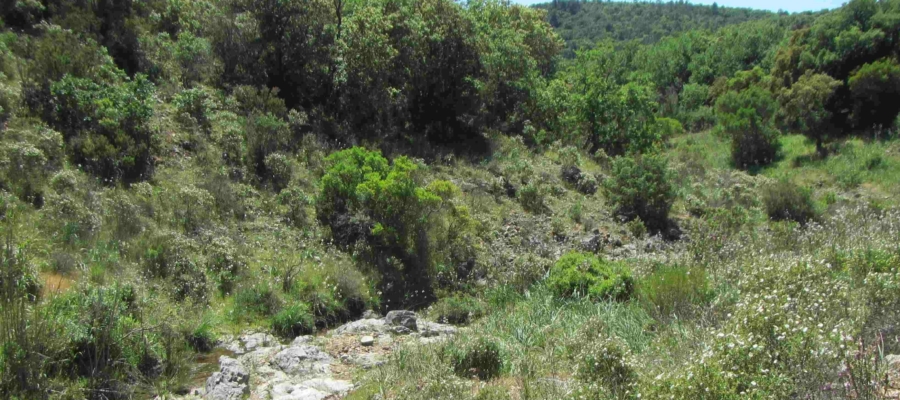 SYMBIODIV Votre bureau d'études et de conseils en écologie Notre bureau d'études valorisation SYMBIODIV SCOP humain expertises naturalistes études réglementaires conseils conseil communication bureau d'études Brignoles biodiversité BE associé accompagnement ciblé accompagement personnalisé SYMBIODIV Votre bureau d'études et de conseils en écologie valorisation SYMBIODIV SCOP humain expertises naturalistes études réglementaires conseils conseil communication bureau d'études Brignoles biodiversité BE associé accompagnement ciblé accompagement personnalisé