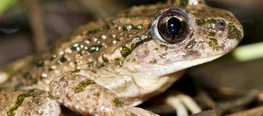 SYMBIODIV Votre bureau d'études et de conseils en écologie Expertises écologiques suivis écologiques présence absence espèces inventaires flore faune expertises écologiques espèces protégées espèces à enjeu biodiversité  SYMBIODIV Votre bureau d'études et de conseils en écologie suivis écologiques présence absence espèces inventaires flore faune expertises écologiques espèces protégées espèces à enjeu biodiversité