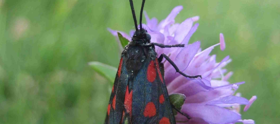 SYMBIODIV Votre bureau d'études et de conseils en écologie Expertises écologiques suivis écologiques présence absence espèces inventaires flore faune expertises écologiques espèces protégées espèces à enjeu biodiversité  SYMBIODIV Votre bureau d'études et de conseils en écologie suivis écologiques présence absence espèces inventaires flore faune expertises écologiques espèces protégées espèces à enjeu biodiversité