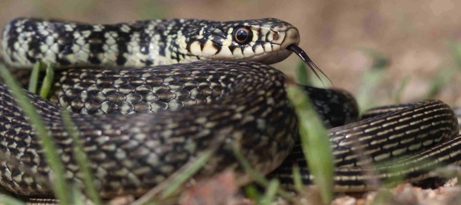 SYMBIODIV Votre bureau d'études et de conseils en écologie Expertises écologiques suivis écologiques présence absence espèces inventaires flore faune expertises écologiques espèces protégées espèces à enjeu biodiversité  SYMBIODIV Votre bureau d'études et de conseils en écologie suivis écologiques présence absence espèces inventaires flore faune expertises écologiques espèces protégées espèces à enjeu biodiversité