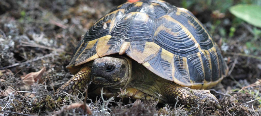 SYMBIODIV Votre bureau d'études et de conseils en écologie Notre bureau d'études valorisation SYMBIODIV SCOP humain expertises naturalistes études réglementaires conseils conseil communication bureau d'études Brignoles biodiversité BE associé accompagnement ciblé accompagement personnalisé SYMBIODIV Votre bureau d'études et de conseils en écologie valorisation SYMBIODIV SCOP humain expertises naturalistes études réglementaires conseils conseil communication bureau d'études Brignoles biodiversité BE associé accompagnement ciblé accompagement personnalisé