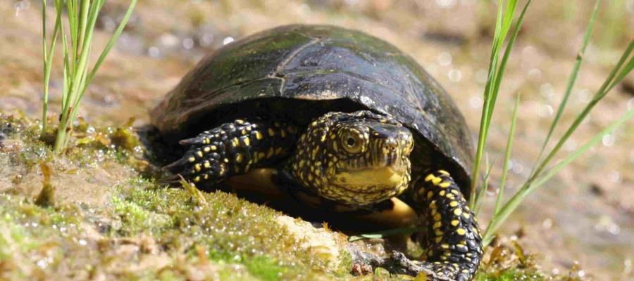 SYMBIODIV Votre bureau d'études et de conseils en écologie Notre bureau d'études valorisation SYMBIODIV SCOP humain expertises naturalistes études réglementaires conseils conseil communication bureau d'études Brignoles biodiversité BE associé accompagnement ciblé accompagement personnalisé SYMBIODIV Votre bureau d'études et de conseils en écologie valorisation SYMBIODIV SCOP humain expertises naturalistes études réglementaires conseils conseil communication bureau d'études Brignoles biodiversité BE associé accompagnement ciblé accompagement personnalisé