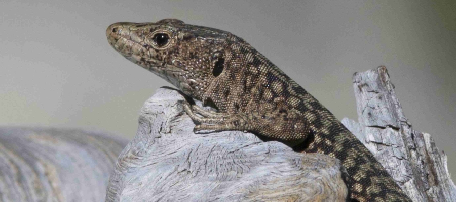 SYMBIODIV Votre bureau d'études et de conseils en écologie Expertises écologiques suivis écologiques présence absence espèces inventaires flore faune expertises écologiques espèces protégées espèces à enjeu biodiversité  SYMBIODIV Votre bureau d'études et de conseils en écologie suivis écologiques présence absence espèces inventaires flore faune expertises écologiques espèces protégées espèces à enjeu biodiversité